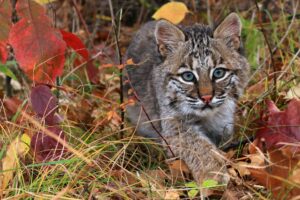 Vermont wild Bobcat in the forest