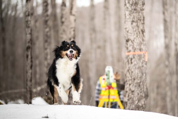 survey dog running through the woods