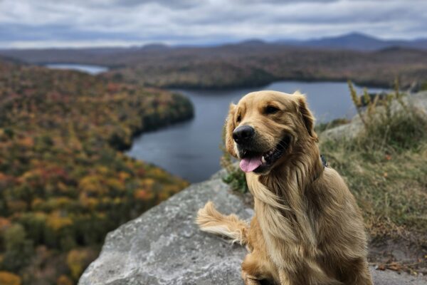 dog smiling at the top of a mountain in Vermont