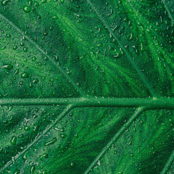 Closeup of green leaf with water droplets on it