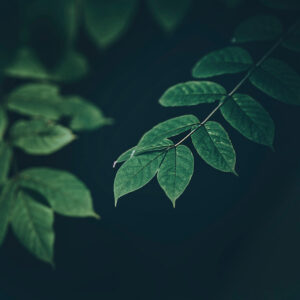 Partially blurred photo of green leaf plants