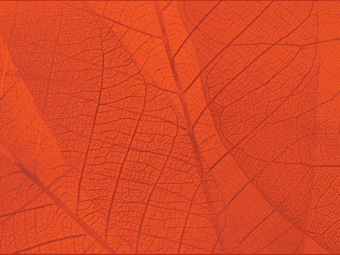 orange leaf zoomed in - Hanson Doremus.