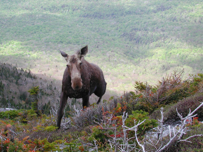 A moose in the wild, Lintilhac Foundation Vermont